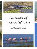 Portraits of Florida Wildlife
